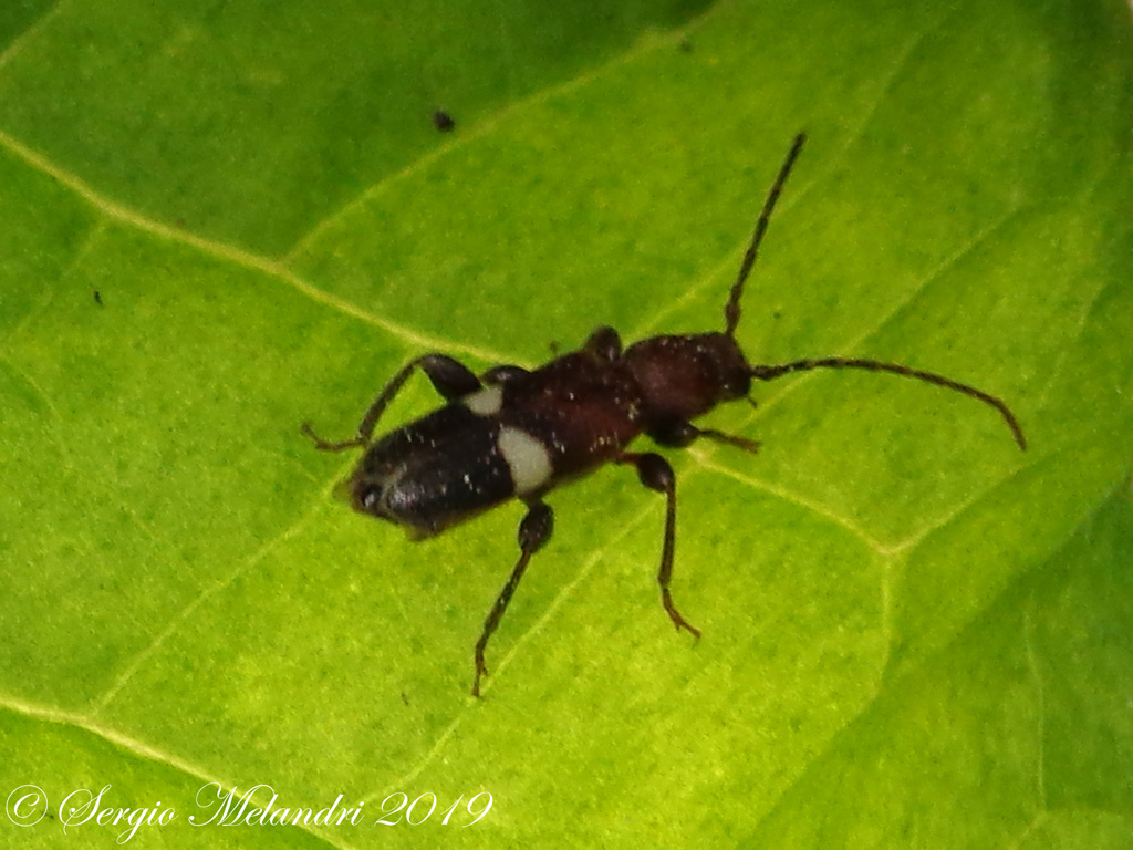 Cerambycidae: Poecilium fasciatum